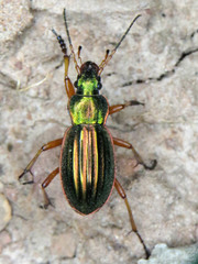 Carabus auratus