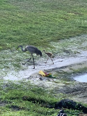Grus canadensis image