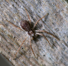 Philodromus dispar