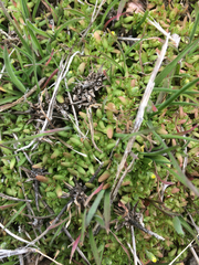 Ceratocephala testiculata