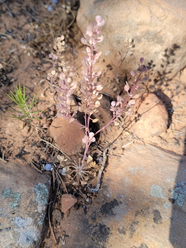 Hairypod Pepperweed