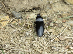Melanactes densus