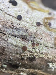 Bacidia idahoensis