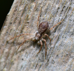 Philodromus dispar