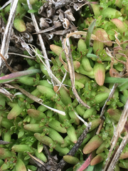 Ceratocephala testiculata