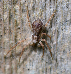 Philodromus dispar