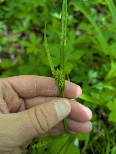 Carex blanda, photograph 3