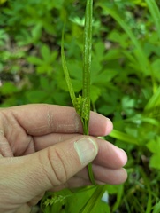 Carex blanda, photograph (c) Brad McLeod, some rights reserved (CC BY)