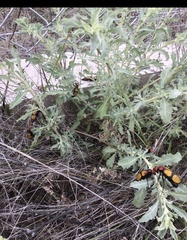 Tegrodera aloga