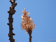 Fouquieria splendens albiflora