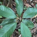 Sloanea berteriana - Photo (c) sloanheartsill,  זכויות יוצרים חלקיות (CC BY-NC), הועלה על ידי sloanheartsill