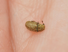 Trigonorhinus limbatus