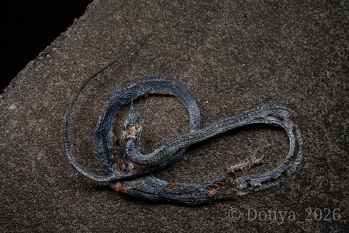 Hainan Rhinoceros Snake