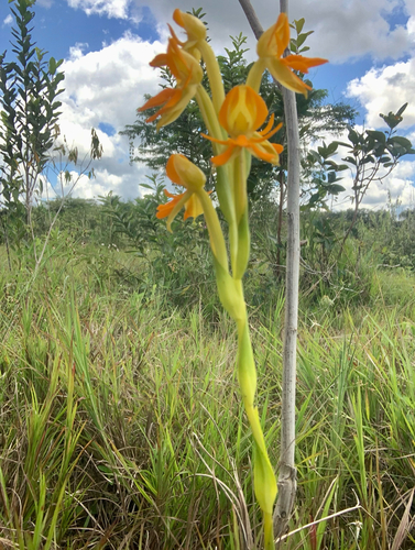 Habenaria huberi