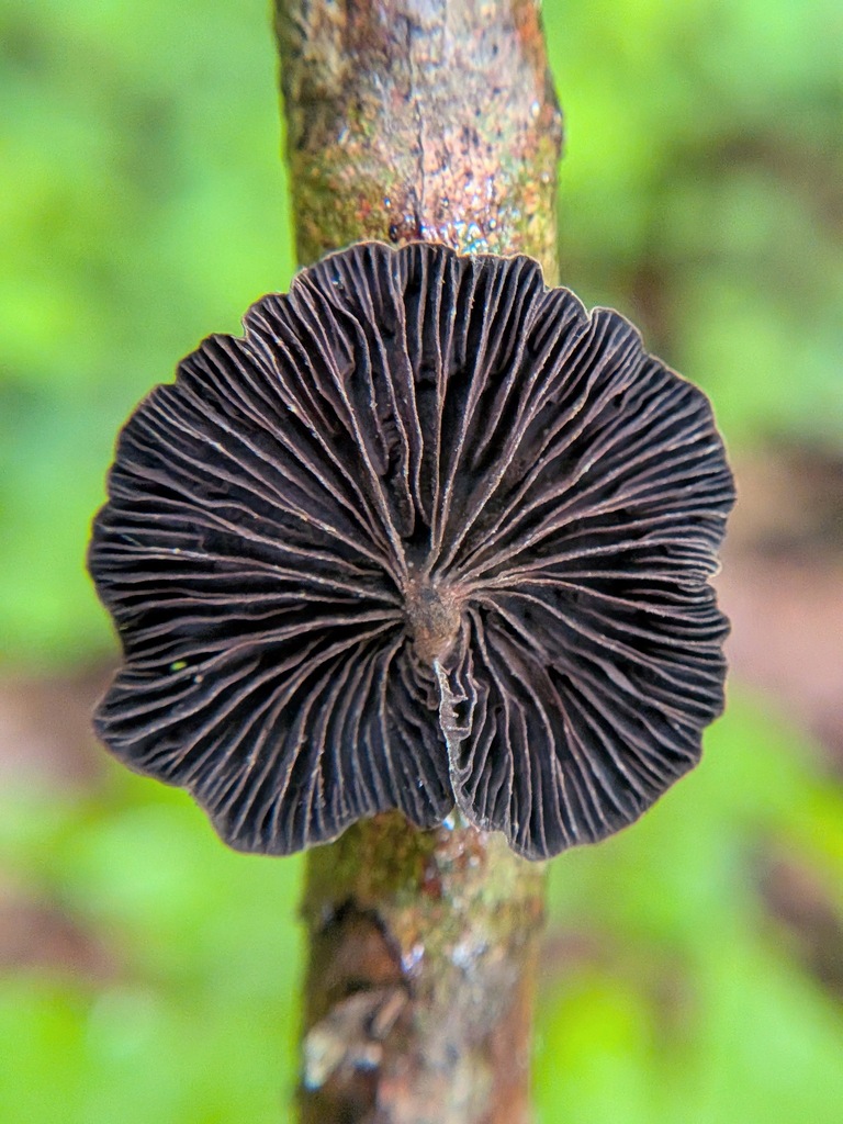 Anthracophyllum lateritium
