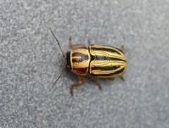 Pachybrachis dubiosus