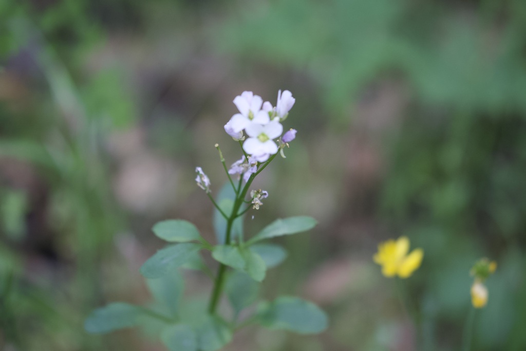 Cardamine californica; photograph (c) lazarus, some rights reserved (CC BY)