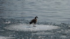 Branta canadensis