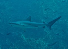 Carcharhinus galapagensis