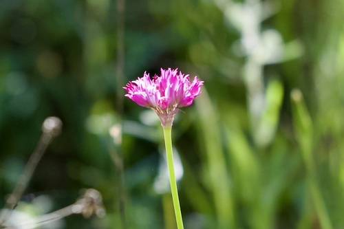 Allium serra