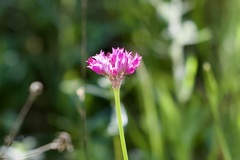 Allium serra