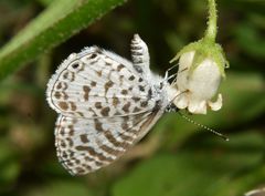 Leptotes cassius cassius