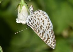 Leptotes cassius cassius