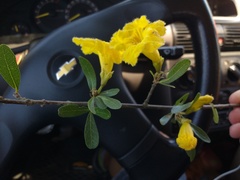 Tabebuia nodosa