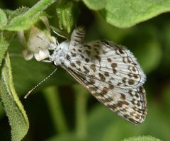 Leptotes cassius cassius