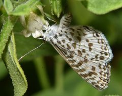 Leptotes cassius cassius