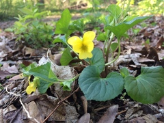 Viola eriocarpa