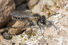 Andrena erythronii