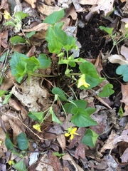 Viola eriocarpa
