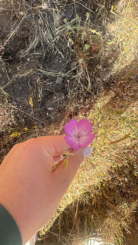 Farewell-To-Spring