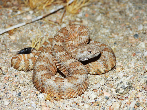iNaturalist observation photo of Panamint Rattlesnake