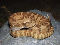 Panamint Rattlesnake photo 2