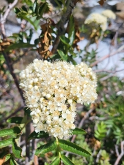 Sorbus californica, photograph (c) Peter Brastow, some rights reserved (CC BY)