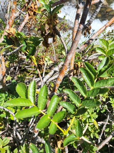 Sorbus californica, photograph 5