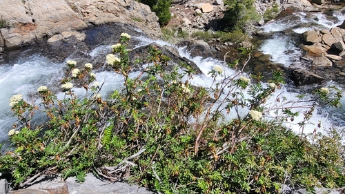 Sorbus californica, photograph 6