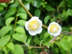 Actinidia polygama