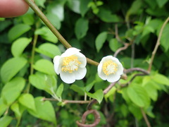 Actinidia polygama, photograph (c) 村山史世　（Fumiyo MURAYAMA), some rights reserved (CC BY)