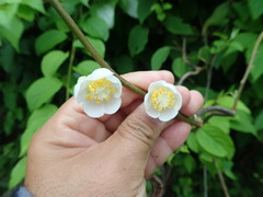 Actinidia polygama, photograph (c) 村山史世　（Fumiyo MURAYAMA), some rights reserved (CC BY)