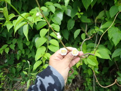 Actinidia polygama, photograph (c) 村山史世　（Fumiyo MURAYAMA), some rights reserved (CC BY)