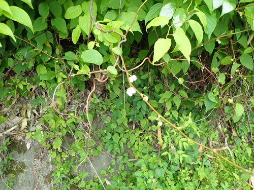 Actinidia polygama, photograph 4