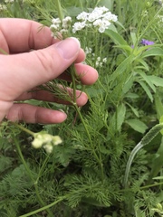 Bifora