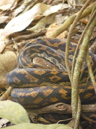 Australian Scrub Python sighting