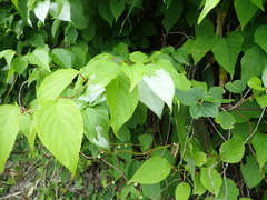 Actinidia polygama, photograph (c) 村山史世　（Fumiyo MURAYAMA), some rights reserved (CC BY)