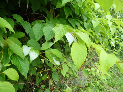 Actinidia polygama, photograph 6
