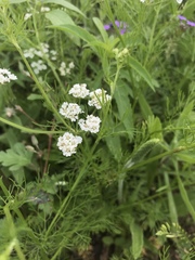 Bifora