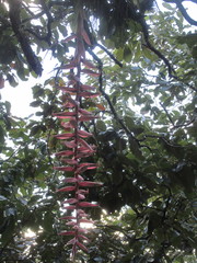 Tillandsia prodigiosa